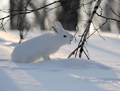 Заяц-беляк (лат. Lepus timidus)