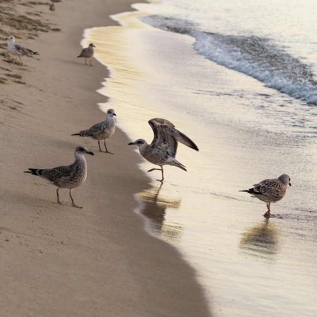 Buy Sea. Gulls.