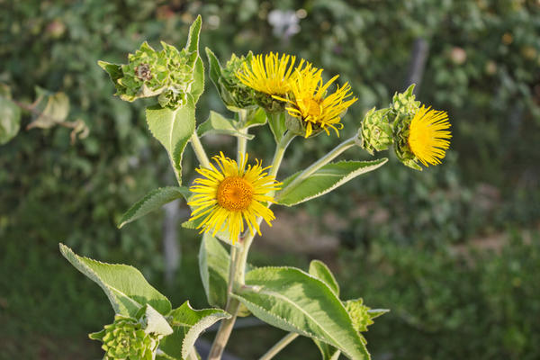 Девясил высокий | Bistorta officinalis