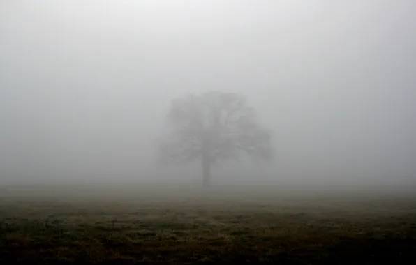 Trees dark gloomy fog road. Мрачные фотографии, Эстетика ...