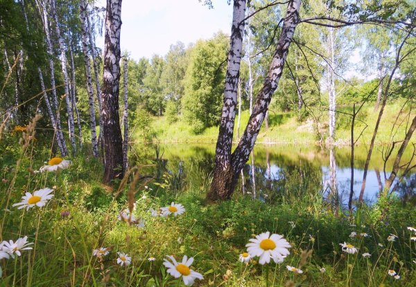 картинки : пейзаж, дерево, воды, природа, лес, филиал, снег ...