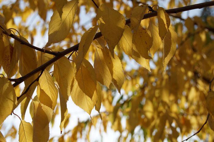 Осина Осенью Листья, Populus Tremula, Изолированные На Белом ...