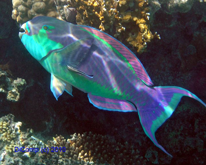 Правила подводной безопасности в Красном море - Статья Мандрии