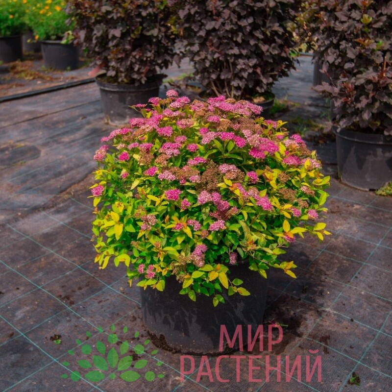 🌱 Саженцы спирея японская Голден Принцесс (Spiraea japonica ...