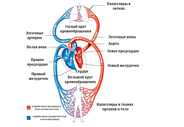 Расказачивание — Википедия