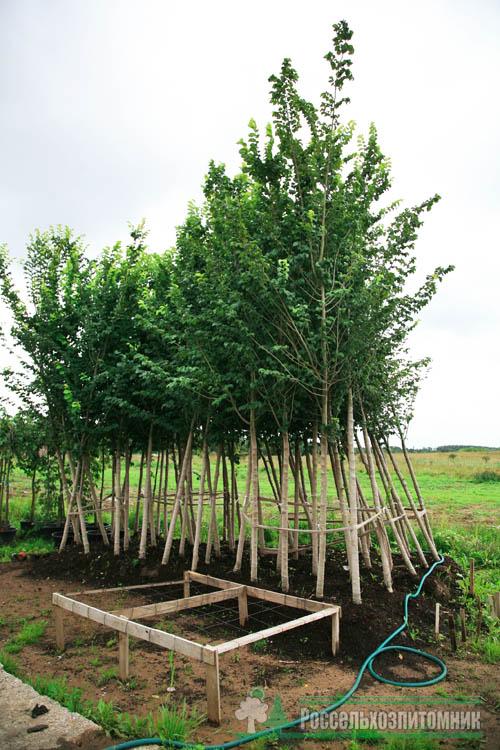 Вяз шершавый Кампердауни (Ulmus glabra Camperdownii ...