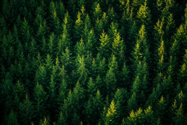 Прекрасный зимний лес стоковое фото. изображение ...