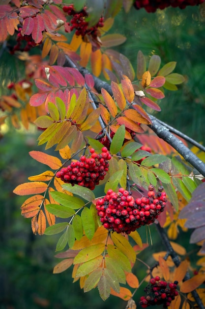 Листья 🍁