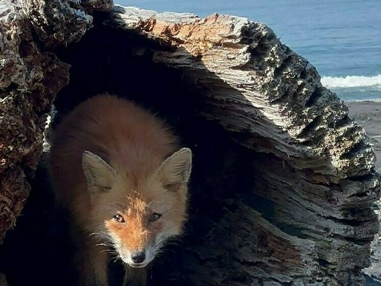 Красная Лиса Vulpes Vulpes Является ...