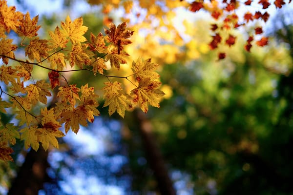 Обои листья, макро, осень, leaves, macro для рабочего стола ...