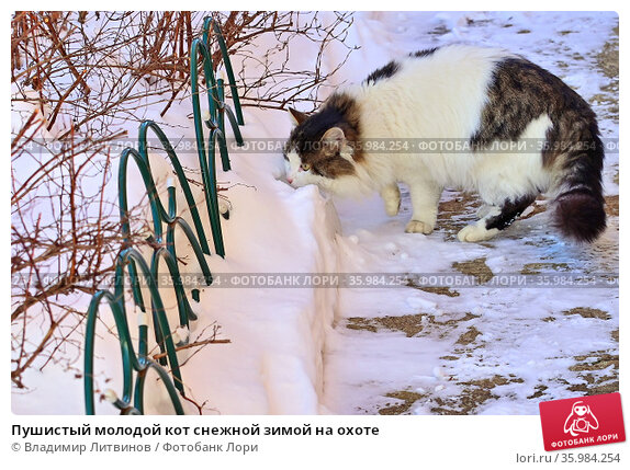 Кот в снегу на набережной зимы. Кот показывает свой язык ...