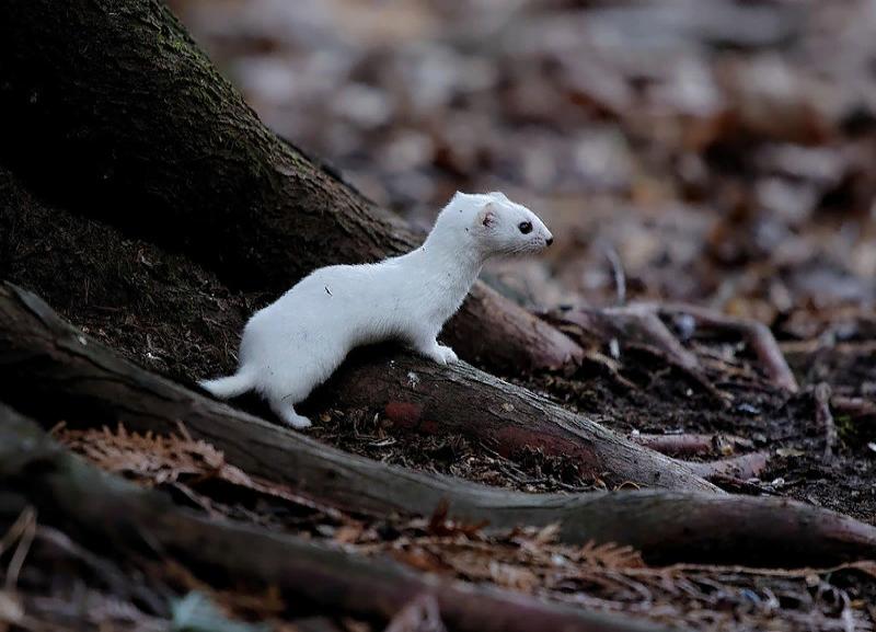 Ласка — Mustela nivalis