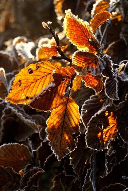 Бук европейский Атропуницея (Fagus sylvatica Atropunicea)