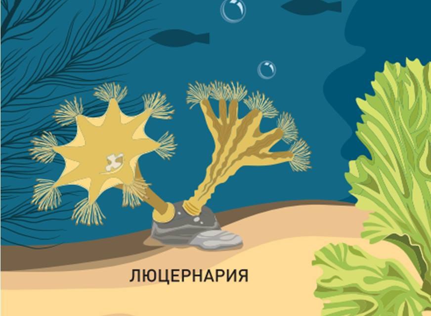 Самая большая медуза Чёрного моря | Мир в его многообразии | Дзен