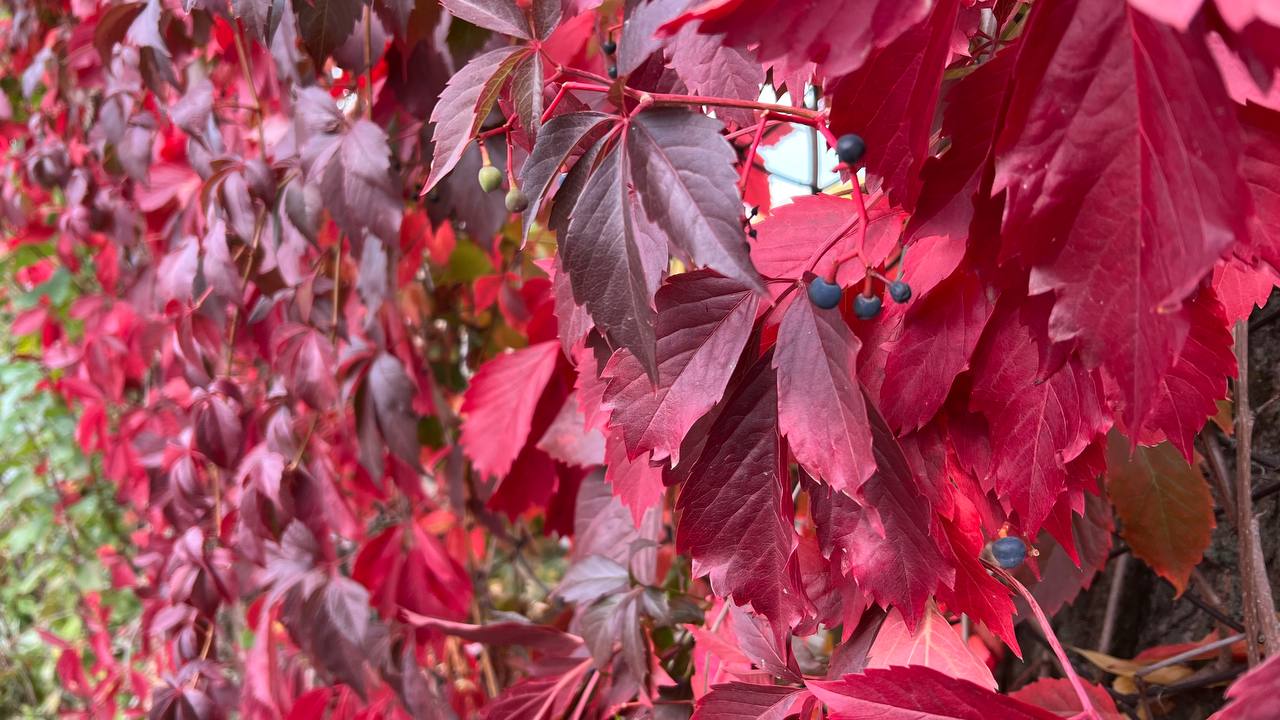 🍂ДЕРЕВЬЯ НЕ СБРАСЫВАЮТ ЛИСТЬЯ? НЕ ...