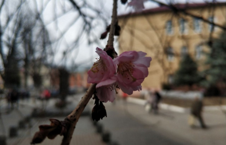 сакура · осень · пейзаж · Blossom ...