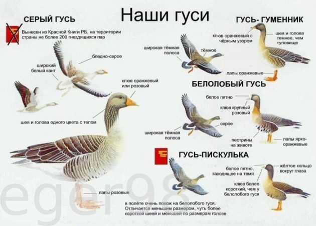 Охота на гуся осень 24 в Карелии, Ленинградской и Псковской обл.