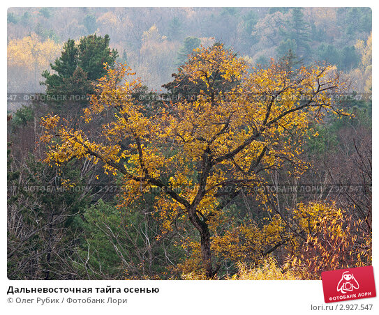 Оранжевая сибирская лиственничная тайга ...