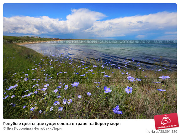 Обои на рабочий стол Розовые цветы на берегу моря, на заднем ...