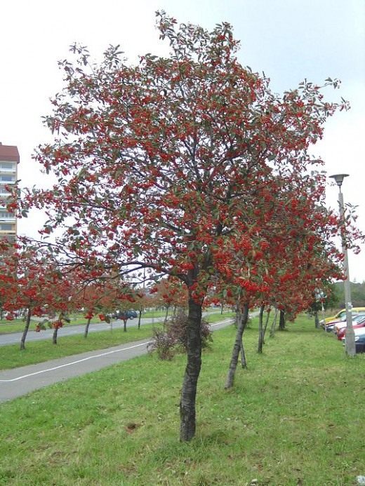 Купить саженцы Рябина обыкновенная Фастигиата 🌱цена от 2 590 ...