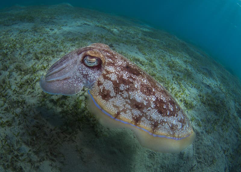 Морская каракатица меняет цвет - Cuttlefish changed color ...