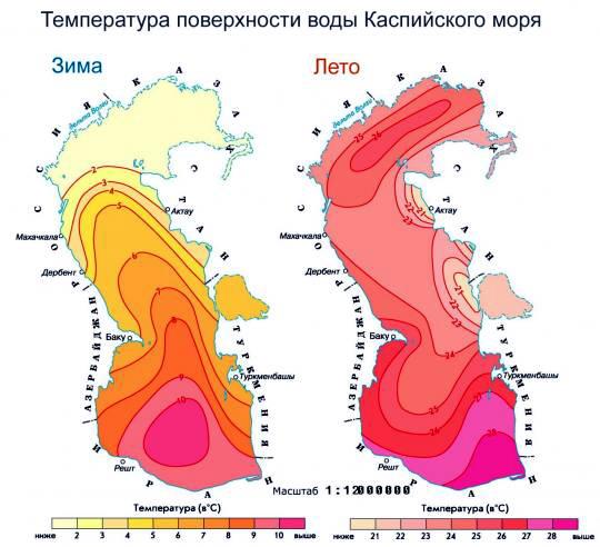 Тайну гибели тысяч тюленей в Каспийском море раскрыли в ...