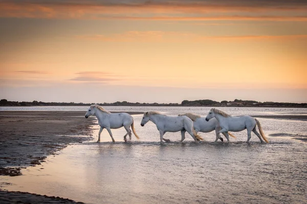 ЛОШАДЬ В МОРЕ ПЛАВАНИЕ #HORSESSWIMMING #SEA Mr. ILIAS ...