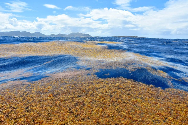 Саргассово море - море без берегов - Детский Портал Знаний