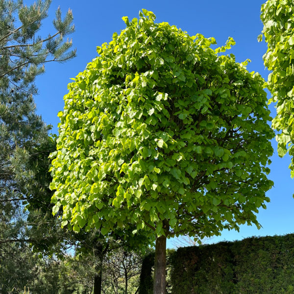 Купить Липа (Tilia) с доставкой почтой в интернет-магазине ...