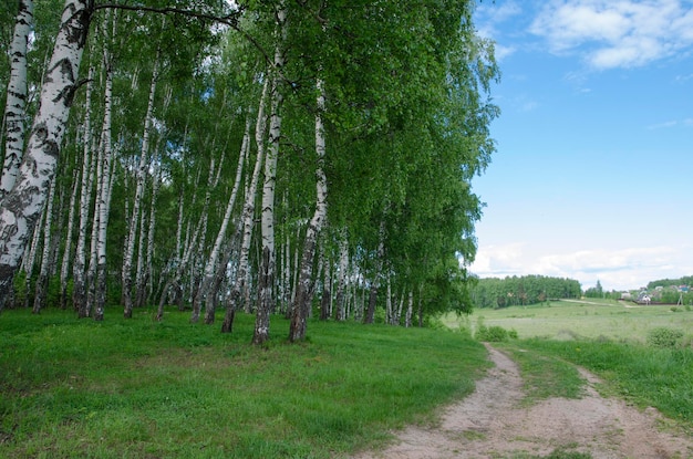 Белые березы. Картинки лета