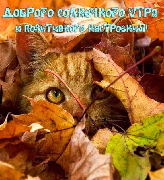 Доброе утро