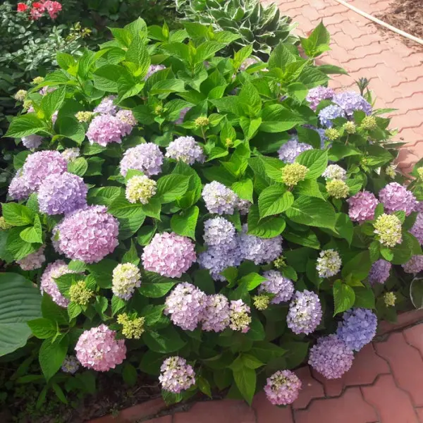 Гортензии.бел | Гортензия метельчатая (Hydrangea paniculata ...