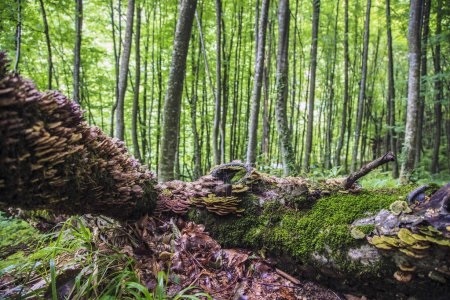 Смотреть фильм Маленький лес онлайн бесплатно в хорошем качестве