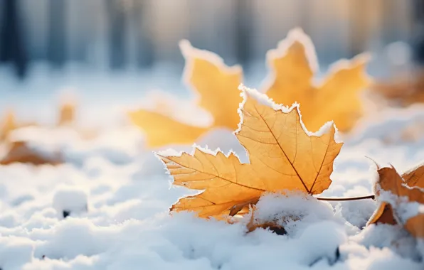 Обои зима, осень, снег, деревья, фон, wood, winter, autumn на ...