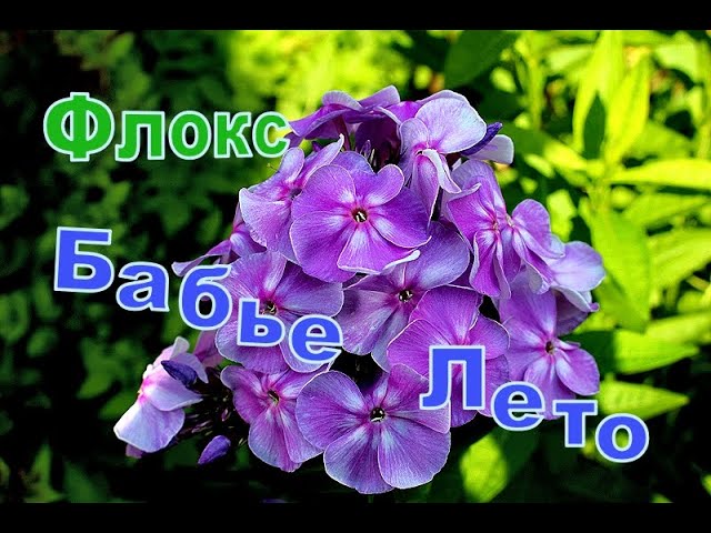 Флокс метельчатый Бабье Лето (Phlox paniculata Babje Leto ...