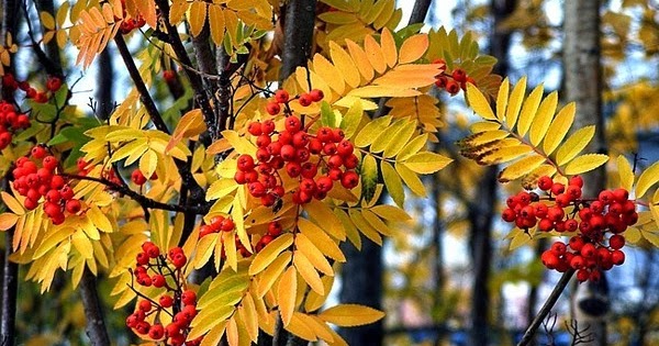 Купить Рябина черноплодная (арония) Aronia melanocarpa - в ...