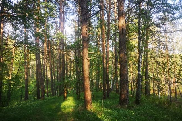 Ландшафт хвойного леса сосны в Испании ...