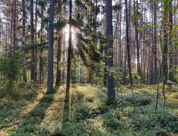 Фотографии красивого туманного леса Демерджи | Fototour.org