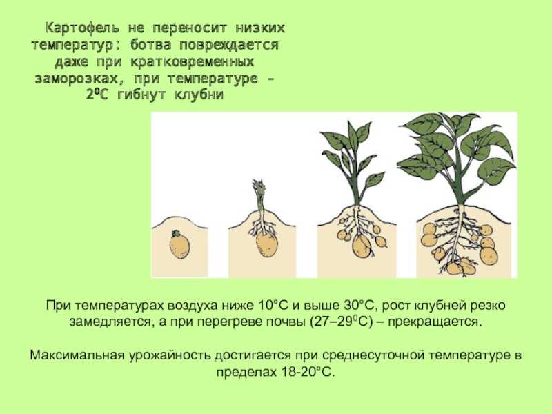 Что посадить после картофеля