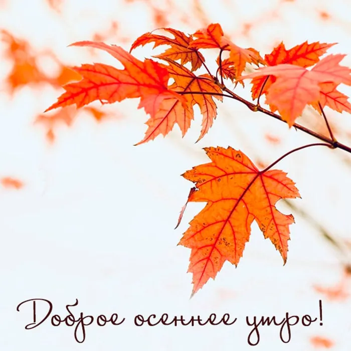 🍁 ⛅ ☕ Картинки С добрым осенним утром - скачать (240 шт.)