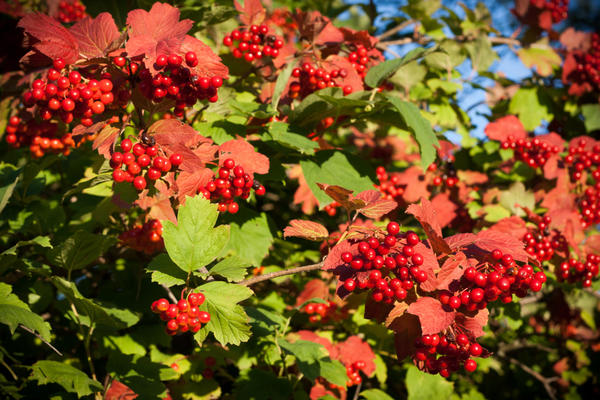 Калина обыкновенная (Viburnum opulus L.) - «Украшение сада ...