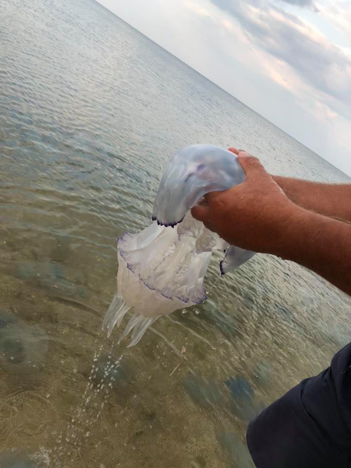 Чем опасно для людей нашествие медуз в Азовском море