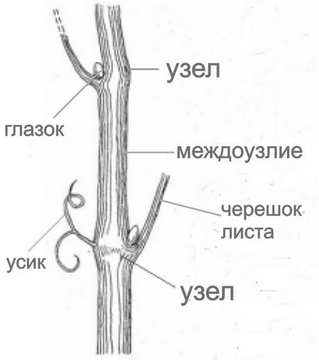 Обрежьте виноград на зиму, и урожай вас очень удивит ...