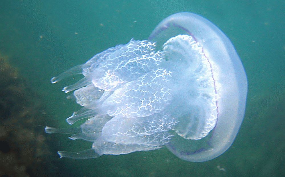 Водятся ли ядовитые медузы в Черном море?