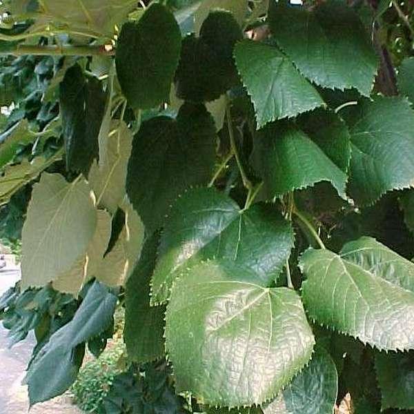 Липа войлочная (серебристая) (Tilia Tomentosa argentea ...