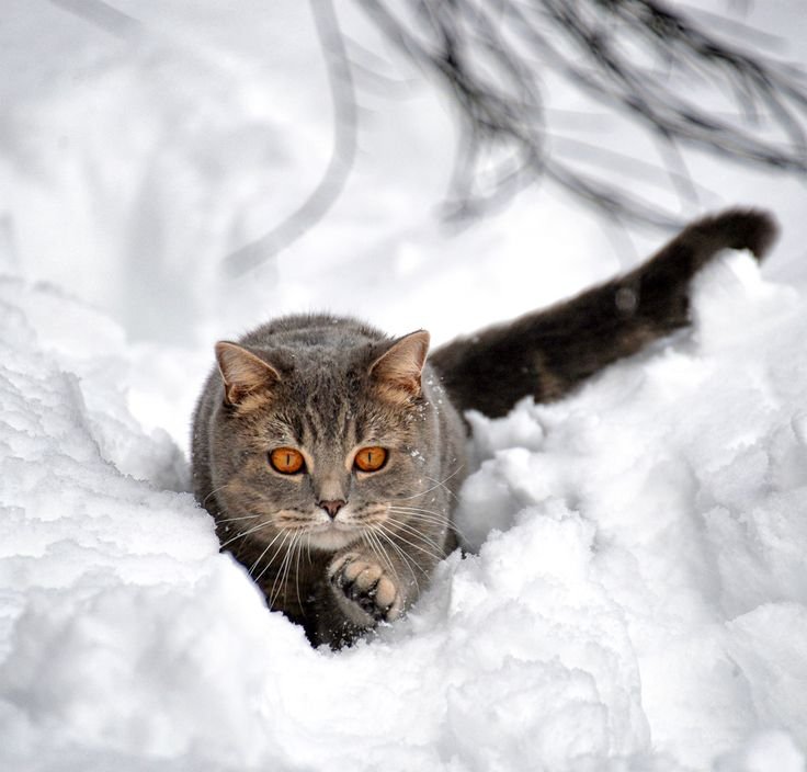 Кот Зима Изображения – скачать ...