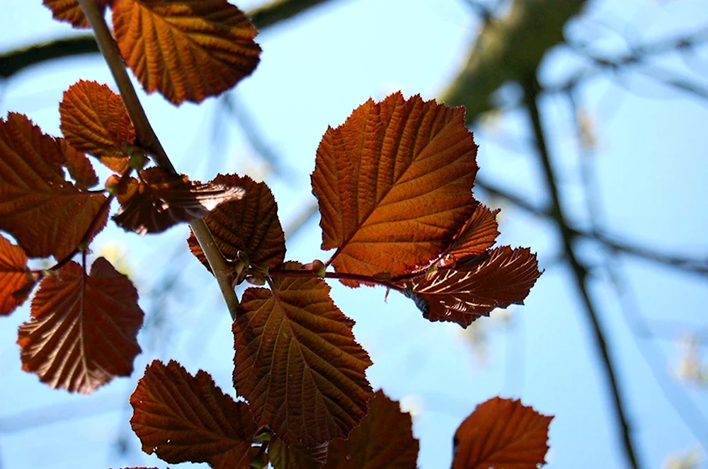 Ольха - alnus: описание, условия ...