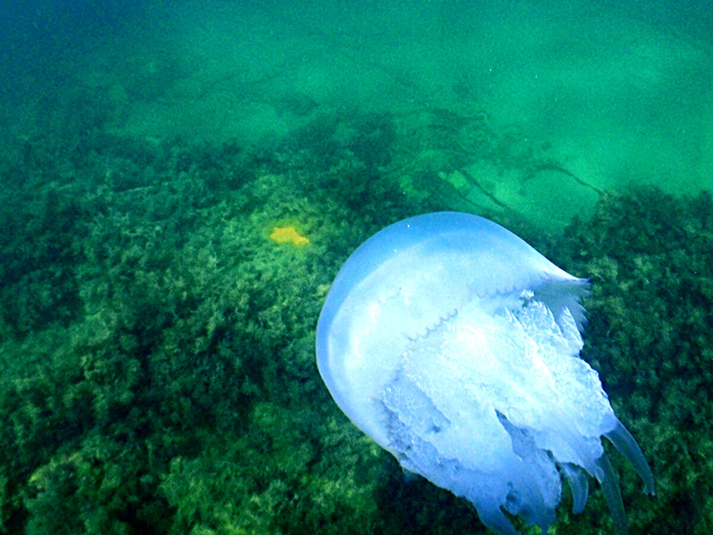 Есть ли Акулы в Крыму у побережья черного моря