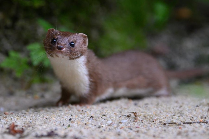 Ласка (лат. Mustela nivalis)