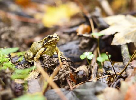 Осенний деликатес из Пекина - лесные лягушки 🐸